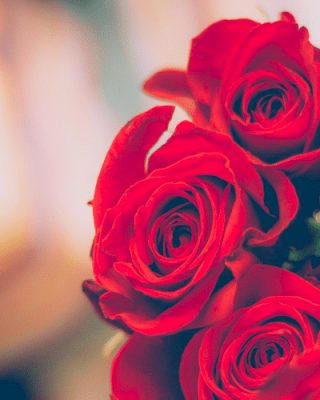 A close-up image of a bouquet of red roses, with a blurred background.
